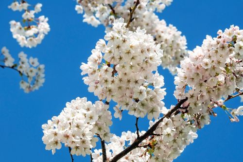 Japonų Vyšnios, Gėlės, Balta, Gėlių Medis, Pavasaris, Japonų Žydinčių Vyšnių, Filialas, Baltos Gėlės, Blütenmeer, Dangus, Gamta