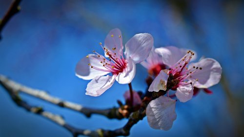 Japonijos Vyšnių Medžiai,  Žiedas,  Žydi,  Gėlė,  Pobūdį,  Augalų,  Sodas,  Vasara