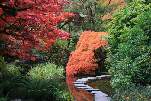 Japoniškas Sodas, Kelias, Medžiai, Gamta