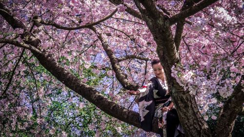 Japonų Mergina, Kimono, Moteris, Vyšnia, Žiedas, Medis, Žydėti, Gamta, Pavasario Gėlės, Rožinis