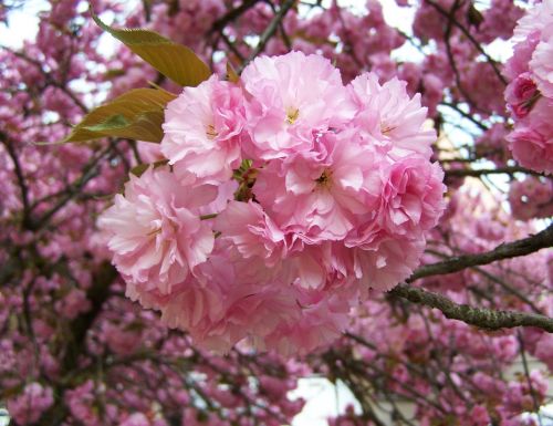 Japonų Dekoratyviniai Vyšnios, Rožinės Žiedynai, Pavasaris