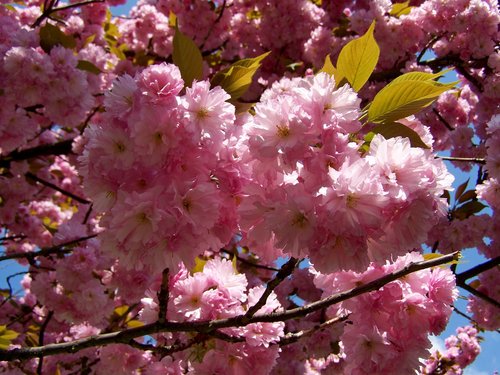 Japonų Dekoratyviniai Vyšnios,  Rožinės Žiedynai