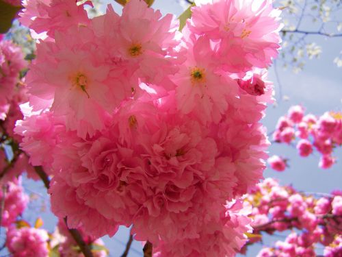 Japonų Dekoratyvinis Vyšnios,  Rožinės Žiedynai,  Pavasaris