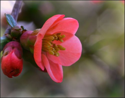 Japonų Avižos, Gėlė, Pavasaris