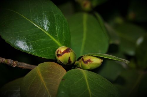 Pumpurai,  Žalias,  Uždaryta,  Japonica,  Japonica Pumpurai