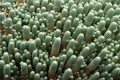 Jardin De Cactus, Kaktusas, Lanzarote, Ispanija, Afrikos Atrakcionai, Guatiza, Lava, Rokas, Gamta, Augalas, Kaktusai, Gliukozė, Sėkliniai Augalai, Sodas, Parkas