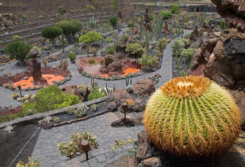 Jardin De Cactus, Kaktusas, Lanzarote, Ispanija, Afrikos Atrakcionai, Guatiza, Lava, Rokas, Gamta, Augalas, Kaktusai, Gliukozė, Sėkliniai Augalai, Sodas, Parkas