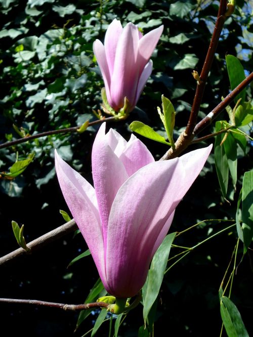 Jardin Des Plantes, Magnolija, Violetinė, Žalias Lapas, Pavasaris, Kovas, Gėlė
