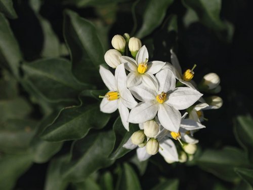 Jasmine,  Gėlės,  Baltos Spalvos,  Gardus,  Šiltnamio Efektą Sukeliančių Hortenzija,  Baltos Gėlės,  Balta Gėlė,  Sodas Baltas