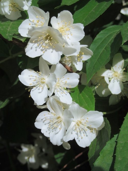Jasmine,  Baltos Gėlės