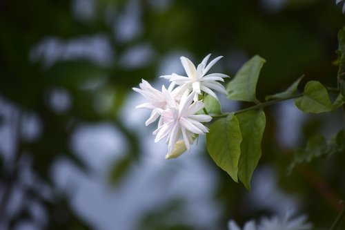 Jasmine,  Baltos Spalvos,  Gėlė,  Gamta