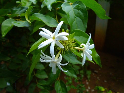 Jasmine,  Nithyakalyani,  Catharanthus Roseus,  Gėlė,  Iš Arti,  Gamta