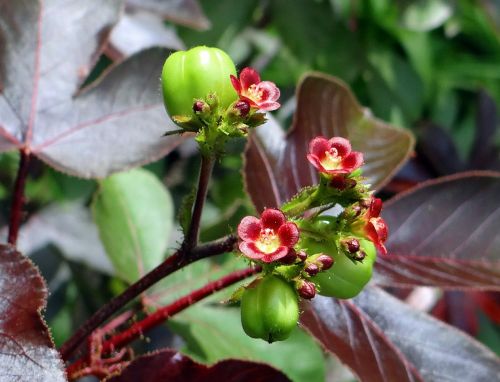 Jatropha Gossypiifolia, Pilvo Krūmas, Medvilnės Lapų Fizinė Riešutai, Ratanjoti, Euphorbiaceae, Indija
