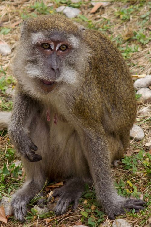 Javanes Beždžionė,  Makakas,  Makake,  Beždžionė,  Zoologijos Sodas,  Gyvūnų Pasaulis,  Žinduolis,  Laukinės Gamtos Fotografija,  Kailis