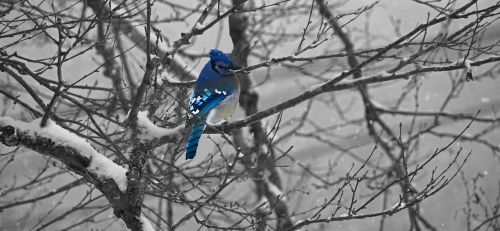 Jay, Mėlynas, Paukštis, Žiema, Medis, Šaltas, Brencas, Camaïeu, Québec, Fauna