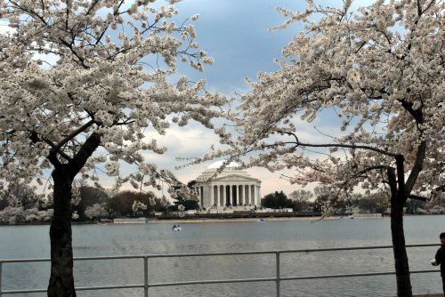 Jefferson,  Paminklas,  Gėlės,  Žiedas,  Vyšnia,  Medžiai,  Paminklai,  Dc,  Kapitalas,  Vašingtonas,  Turizmas,  Jefferson Memorialas