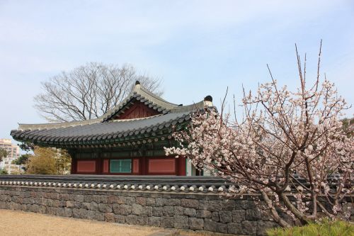 Jeju Sala,  Kvan Duck Jung,  Korėja,  Tradicinis,  Hanok,  Vyšnių Žiedas,  Pavasaris,  Gėlės