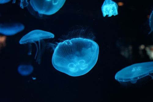 Medūza, Akvariumas, Jūra