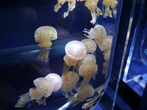 Medūza, Akvariumas, Vandens Rezervuaras