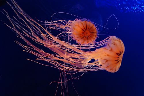 Medūza, Akvariumas, Jūra
