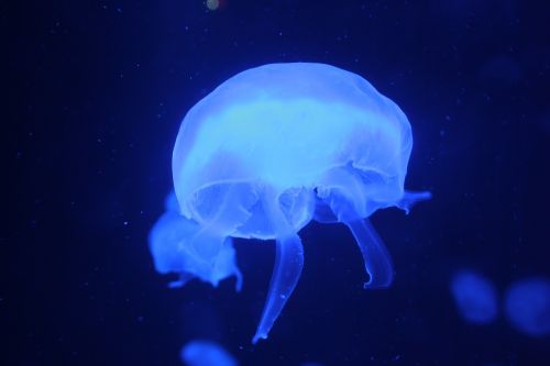 Medūza, Vandenynas, Akvariumas
