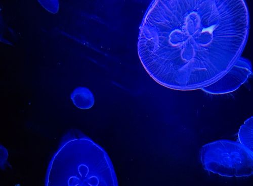 Medūza, Akvariumas, Fantastinis
