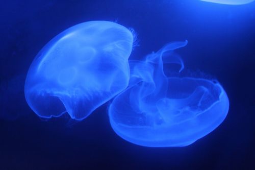 Medūza, Jūrų Akvariumas, Mėlynas