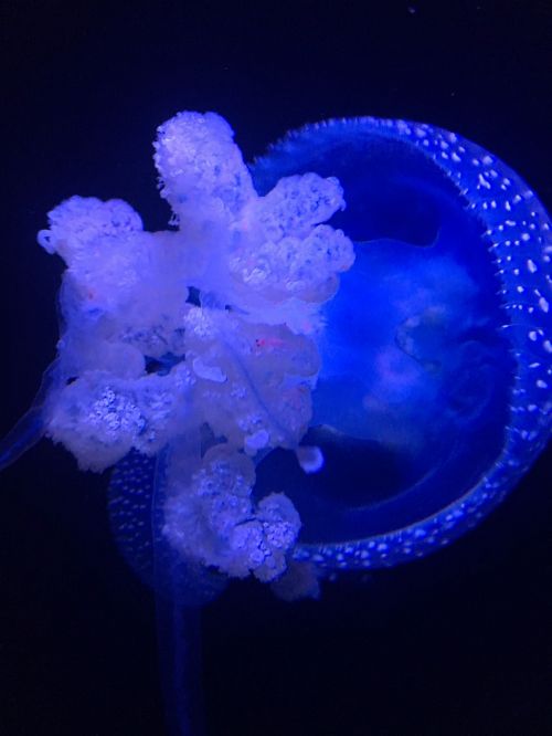 Medūza, Akvariumas, Povandeninis