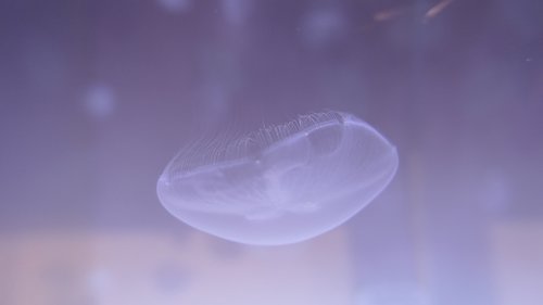 Medūza,  Vanduo
