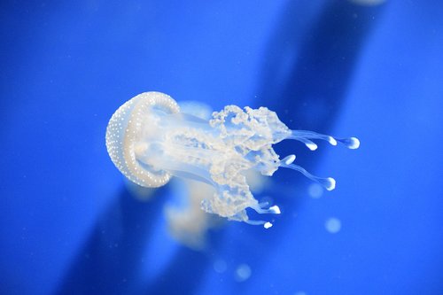 Medūza,  Genujos Akvariumas,  Gražūs Jūrinės Rūšys