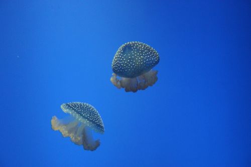 Medūza, Vandenynas, Jūra