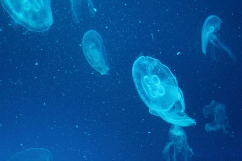 Medūza, Jūrų Augalija Ir Gyvūnija, Jūrų Akvariumas