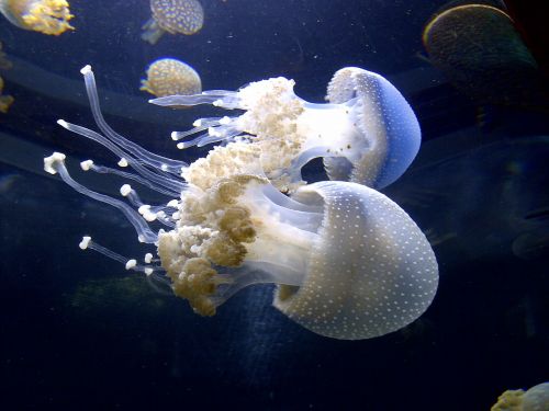 Medūza, Jūros Gyvenimas, Želė