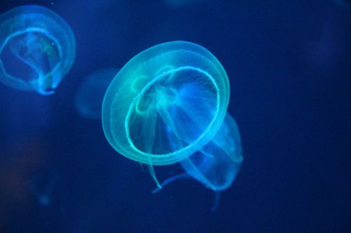 Medūza, Jūra, Jūros Gyviai, Biologija, Fluorescencinis