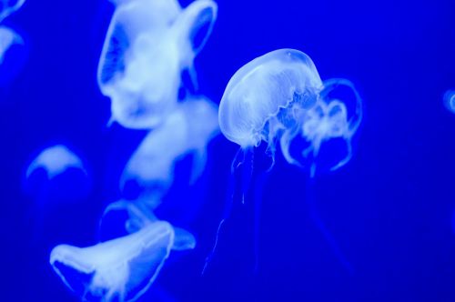Medūza, Vandens Organizmai, Akvariumas, Jūrų Augalija Ir Gyvūnija