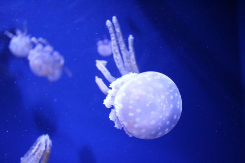 Medūza, Akvariumas
