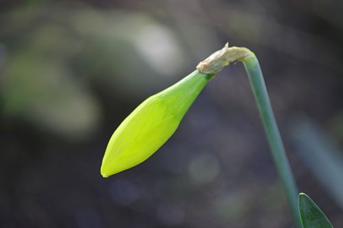 Gėlė,  Daffodil,  Flora,  Žydėti,  Gamta,  Sodas,  Geltona,  Botanika,  Jaunas Dafodilis