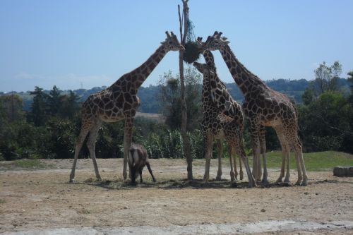 Žirafos,  Valgymas,  Žirafos