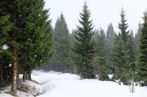 Jizerka, Sniegas, Sniegas, Eglės, Žiema, Šaltis, Dribsniai, Čekijos Respublika