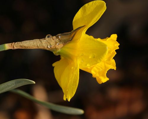 Jonquil, Narcizas, Daffodil, Lietaus Lašai, Vandens Karoliukai, Pavasario Gėlės