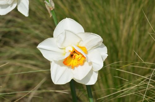 Daffodil,  Gėlė,  Flora,  Botanika,  Balta & Nbsp,  Gėlė,  Pavasaris,  Žiedlapiai,  Gamta,  Sodas,  Baltas Narcizas