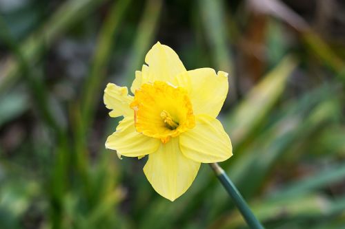 Daffodil,  Gėlė,  Flora,  Botanikos,  Geltona & Nbsp,  Gėlė,  Pavasaris,  Žiedlapiai,  Gamta,  Sodas,  Pavasario Dafodilis