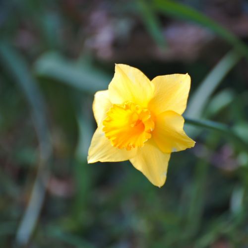 Gėlė,  Daffodil,  Geltona,  Žiedlapiai,  Botanika,  Flora,  Pavasaris,  Gamta,  Sodas,  Gėlių,  Žydi,  Sezonai,  Geltonas Narcizas