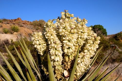 Jeshua Medis, Yucca Brevifolia, Panicle, Žiedas, Gėlės, Balta, Dykuma, Mojave, Kalifornija