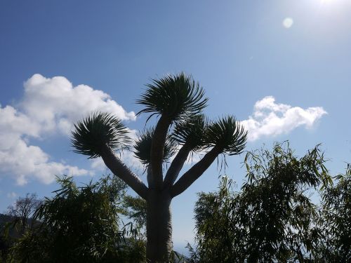Jeshua Medis, Josuabaum, Yucca Brevifolia, Madeira, Funchal, Portugal