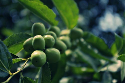 Jujube, Vaisiai, Gamta, Mediena, Abstraktus Vaisius, Savaitės Leungas Pažymi Leung, Vaisių Medžiai