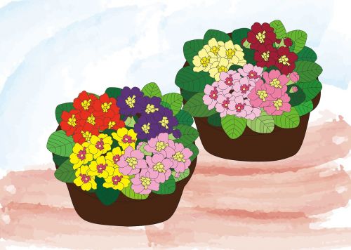 Julian, Gėlės, Pavasaris, Sodininkystė