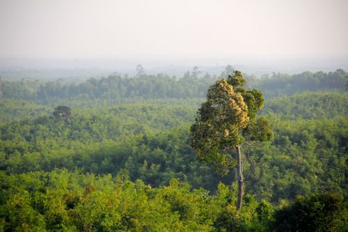 Džiunglės, Mianmaras, Miškas, Medžiai, Gamta, Kraštovaizdis, Miškai, Senas Medis, Žurnalas, Medžių Giraitė