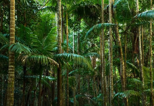 Džiunglės, Atogrąžų Miškai, Linijos, Medžių Kamienus, Papartis, Australia, Žalias, Mistinis, Nacionalinis Parkas