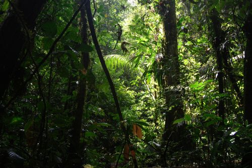 Džiunglės, Ecuador, Gamta, Žalias, Grožis, Medžiai, Miškas, Ekologija, Lapai, Bagažinė